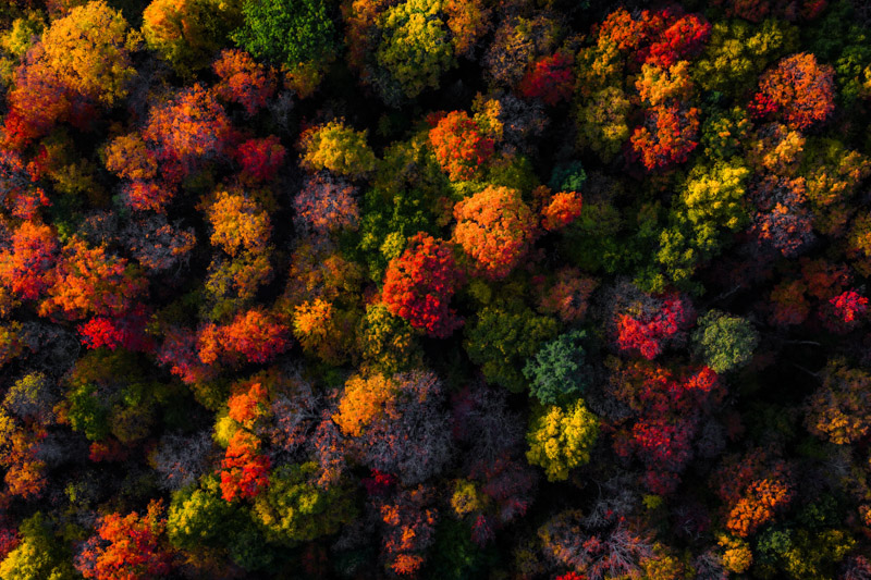 Fall Foliage Aerial Wallpaper