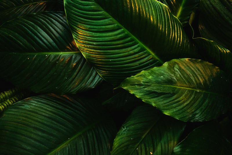Green Leaves Plant Tropical Wallpaper