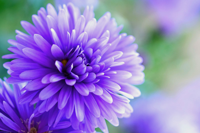 Herbstaster Flower Violet Flowers Bokeh Background Bloom Wallpaper